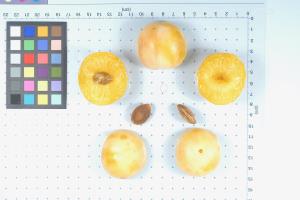 Click for 1 image(s) for this accession. FRUIT